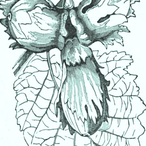 Magazine of Horticulture, Botany and All Useful Discoveries and Improvements in Rural Affairs