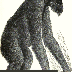 Man's Place in Nature: And Other Anthropological Essays