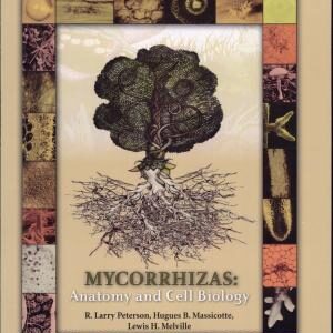 Mycorrhizas: Anatomy and Cell Biology
