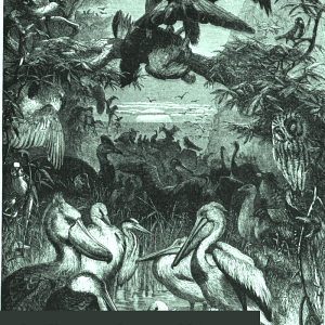 The Illustrated Natural History: Birds