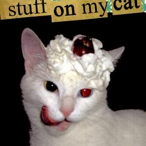 Stuff On My Cat: The Book