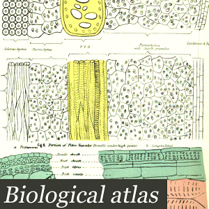 Biological Atlas: A Guide to the Practical Study of Plants and Animals