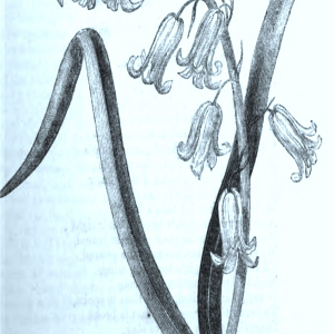 The Home friend, a weekly miscellany of amusement and instruction