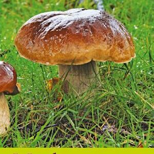Mushrooms: River Cottage Handbook No.1