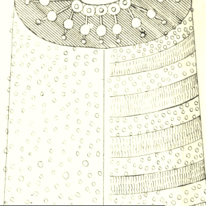 The Royal Parisian Pastrycook and Confectioner: from the Original of M.A. Carême