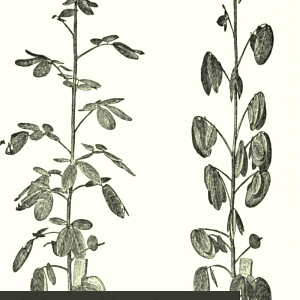 Charles Darwin's Works: The power of movement in plants