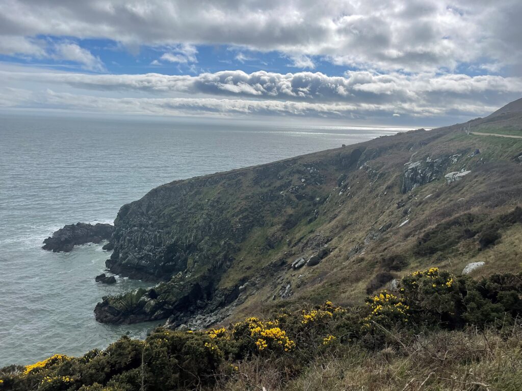 The Howth Cliff Path above Dublin Bay with gorse in flower