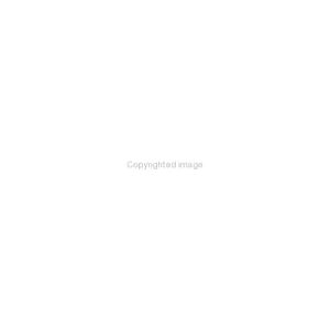 International Relations: Perspectives and Controversies